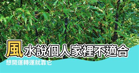 鳥巢蕨風水|讓風水變好的植栽有哪些？想開運轉運就靠它